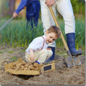 Kid-Toddler-Garden-Potatoes.jpg